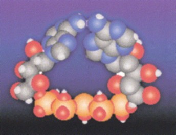 Molecular model of dinucleotode Ap5A 
