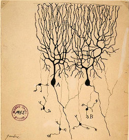 Cajal's drawing od Purkinje neurons in pidgeon cerebellum